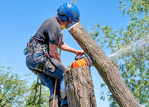 The Tree Pros arborist cutting a tree trunk