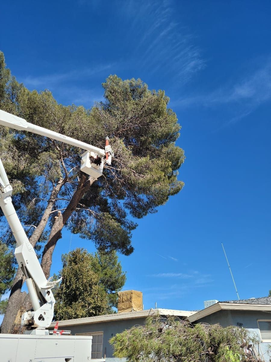The Tree Pros bucket truck trimming a pine tree